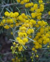 Acacia wilhelmiana