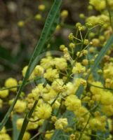 Acacia willdenowiana