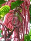 Acalypha hispida