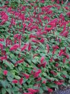 Acalypha herzogiana