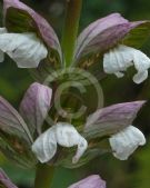 Acanthus mollis