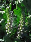 Acanthus mollis