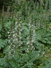 Acanthus mollis