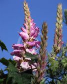 Acanthus polystachyus