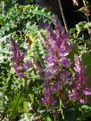 Acanthus polystachyus