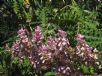 Acanthus polystachyus