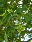 Acer cappadocicum