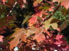 Acer freemanii Autumn Blaze