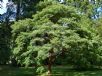 Acer griseum