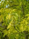 Acer negundo Auratum