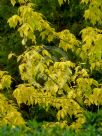 Acer negundo Auratum