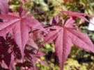 Acer palmatum Bloodgood