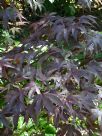 Acer palmatum Bloodgood