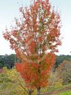 Acer rubrum