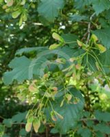 Acer tataricum