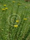 Achillea ageratum