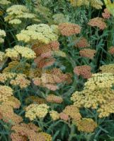 Achillea Terracotta