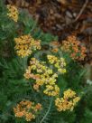 Achillea Terracotta