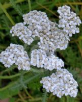 Achillea millefolium