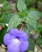 Achimenes longiflora