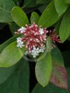 Acokanthera oblongifolia