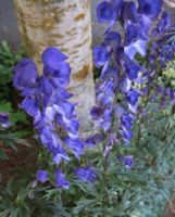 Aconitum napellus