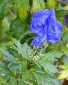 Aconitum carmichaelii