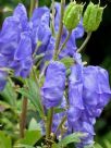 Aconitum carmichaelii