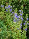 Aconitum carmichaelii