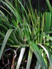 Acorus calamus