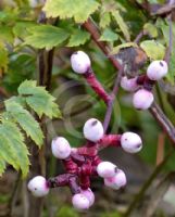 Actaea pachypoda