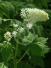 Actaea pachypoda