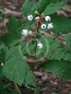 Actaea pachypoda