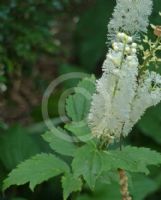 Actaea racemosa