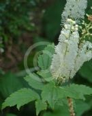 Actaea racemosa