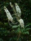 Actaea racemosa