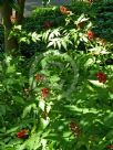 Actaea rubra