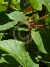 Actinidia chinensis