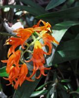 Brassia aurantiaca