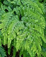 Adiantum formosum