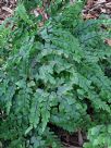 Adiantum formosum