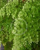 Adiantum raddianum