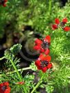 Adonis annua
