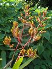 Aechmea blanchetiana