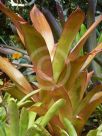 Aechmea blanchetiana