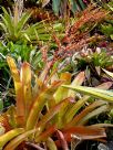 Aechmea blanchetiana