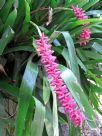 Aechmea gamosepala