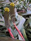 Aechmea pineliana