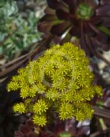 Aeonium arboreum Zwartkop