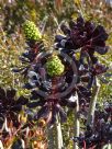 Aeonium arboreum Zwartkop